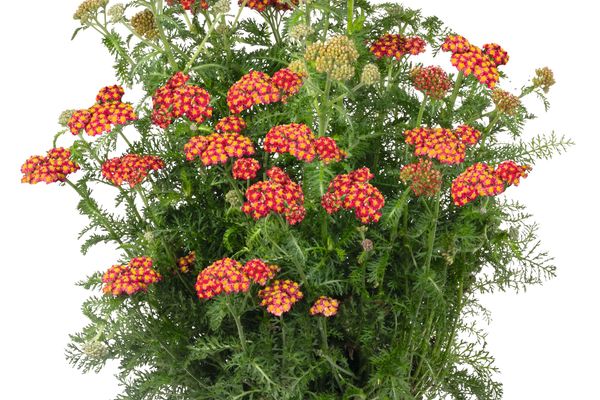 AchilleaSkysailFire-flower-ccb.jpg