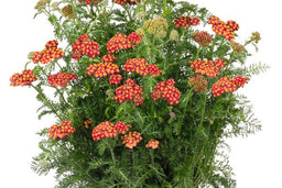 AchilleaSkysailFire-flower-ccb.jpg