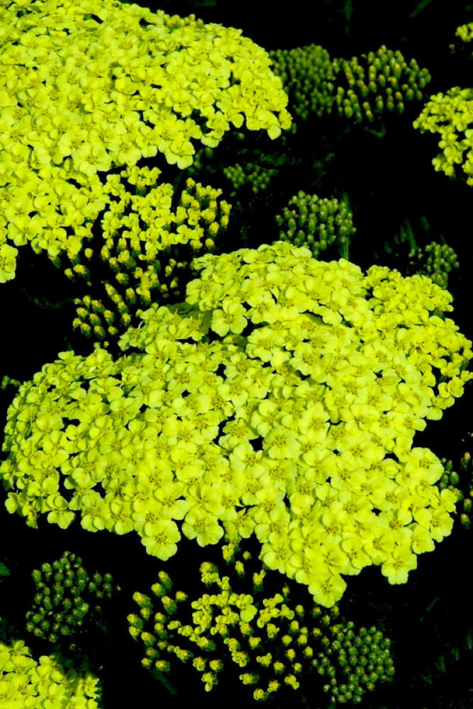 Achillea_Sunny_Seduction.jpg