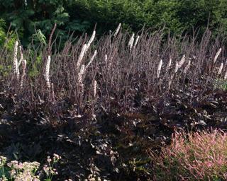 Actaea_Brunette[1].jpg