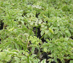 Aegopodium_Variegatum[1].jpg