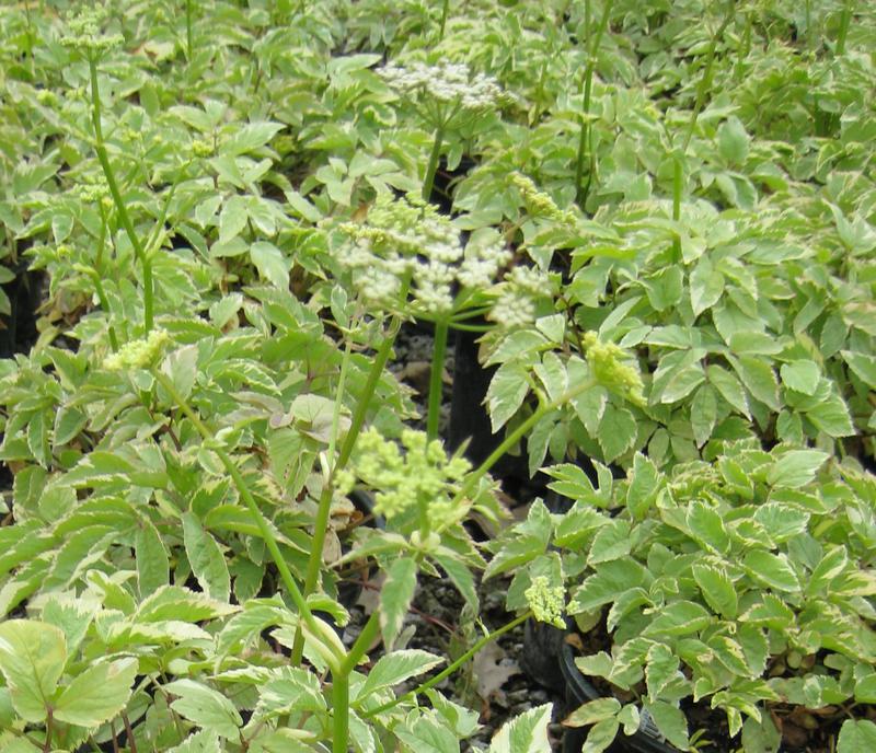 Aegopodium_Variegatum[1].jpg