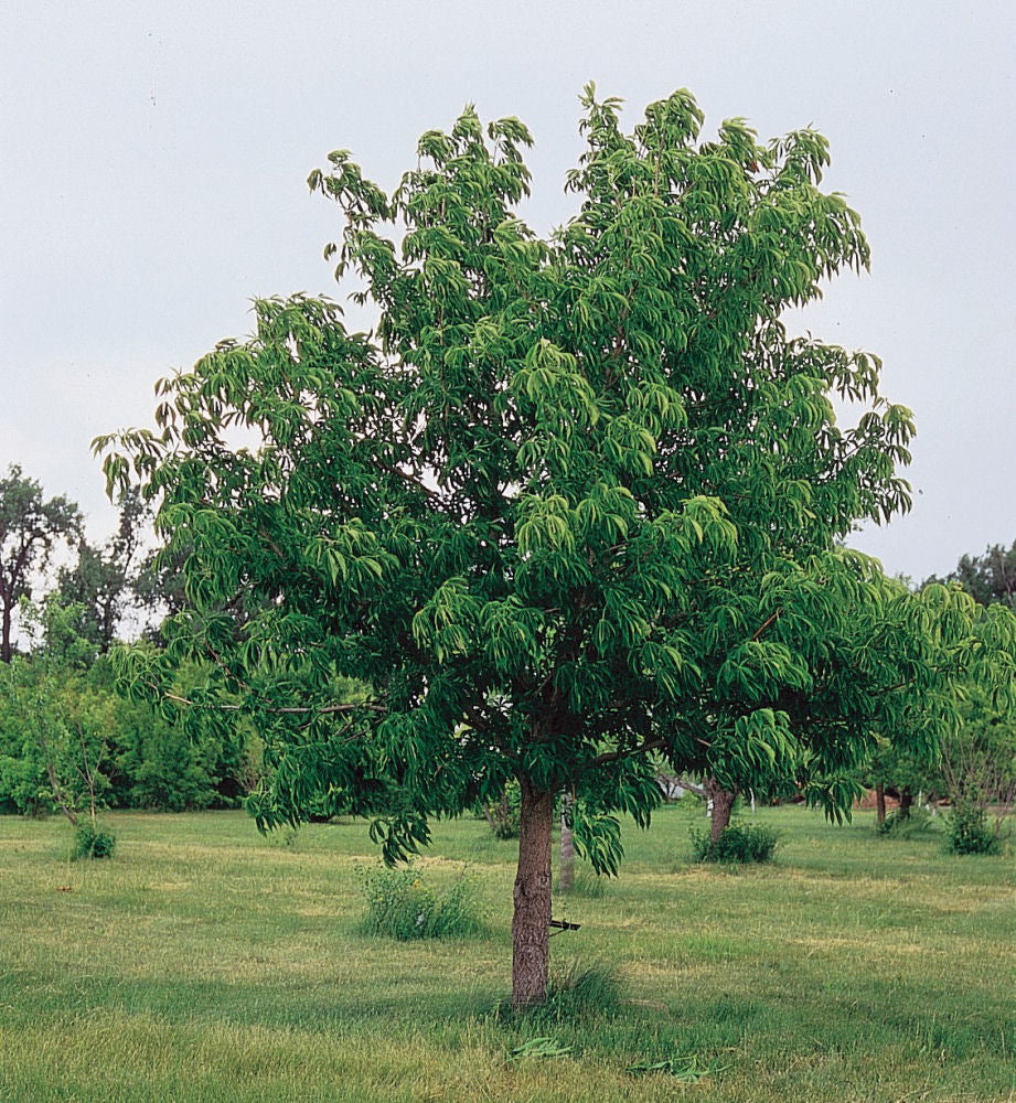 Aesculus_glabra.jpg