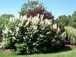 Aesculus parviflora land a.jpg