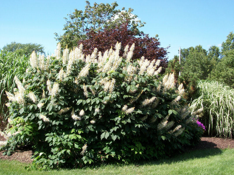 Aesculus parviflora land a.jpg