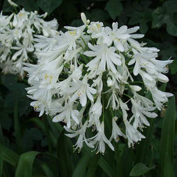 Agapanthus_Getty_White2.jpg