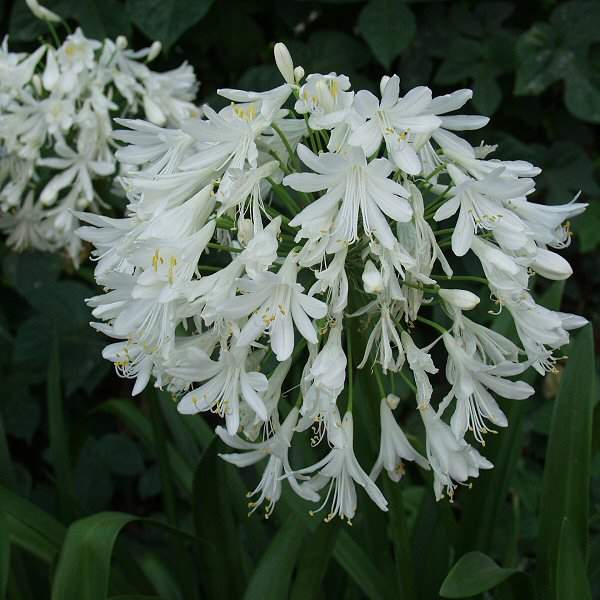 Agapanthus_Getty_White2.jpg