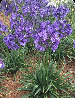 Agapanthus Poppin Star (15).jpg