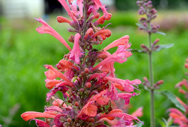 Agastache-Kudos-Coral[1].jpg