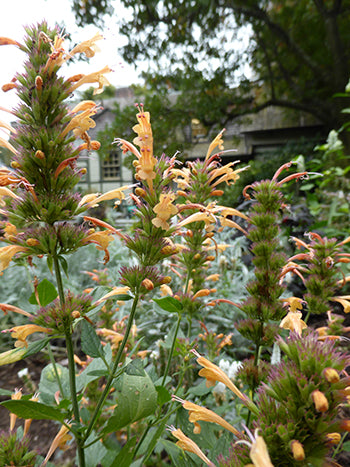 Agastache-Kudos-Gold[1].jpg