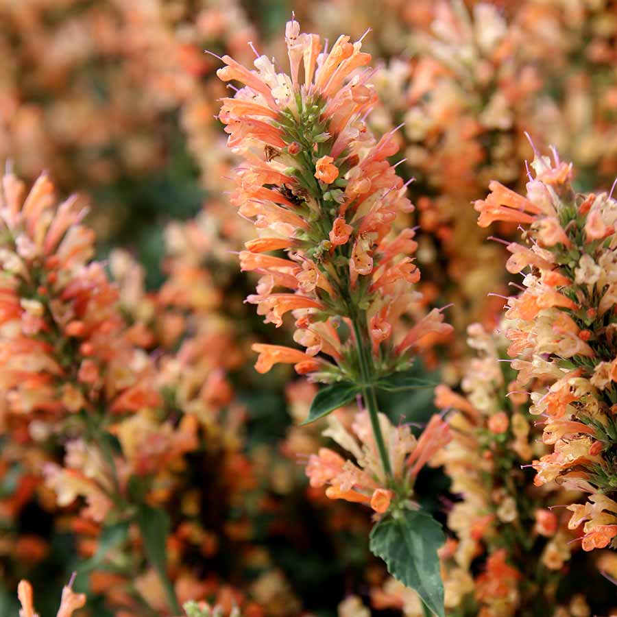 Agastache-Peach-Pearl-2.jpg