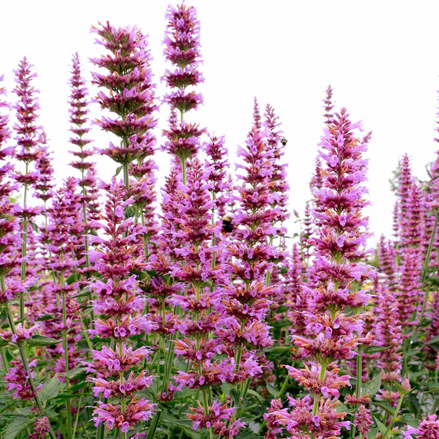 Agastache-Princes-Plume-2.jpg