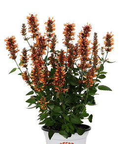 Agastache-honeysticks-ember-ccdo.jpg