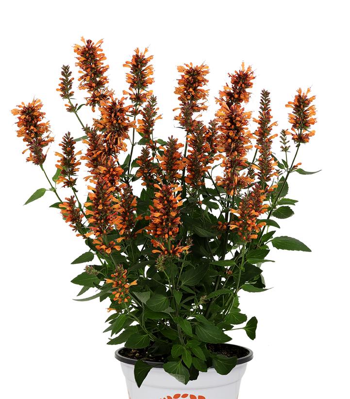 Agastache-honeysticks-ember-ccdo.jpg