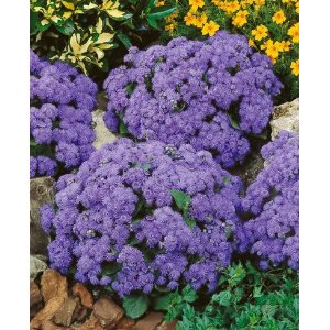 Ageratum%20Blue%20danube[1].jpg