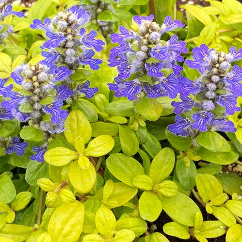 Ajuga-cordial-canary.jpg