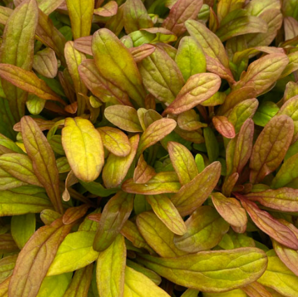 Ajuga-fancy_finch .png