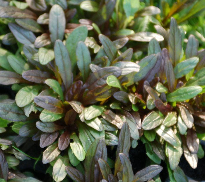 Ajuga Chocolate Chip.jpg