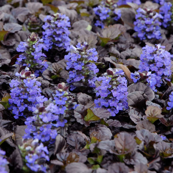 Ajuga reptans 'Black Scallop' WaltersGardens.jpg