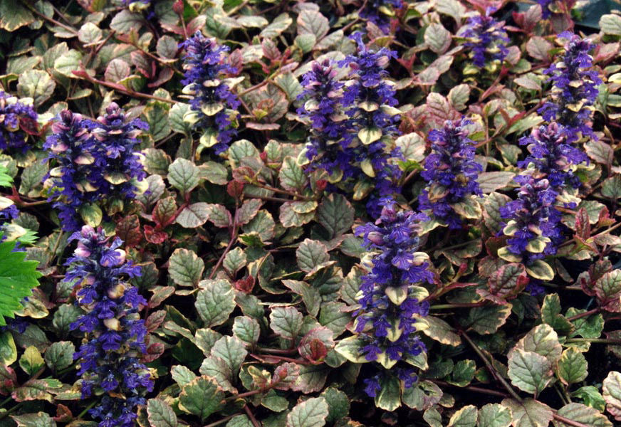Ajuga reptans Burgundy Glow.jpg