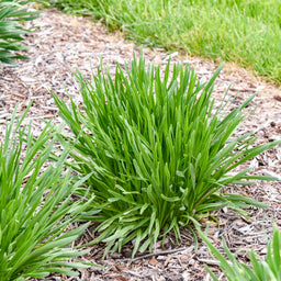 Allium_AlltheBuzz3_WG 2-23.jpg