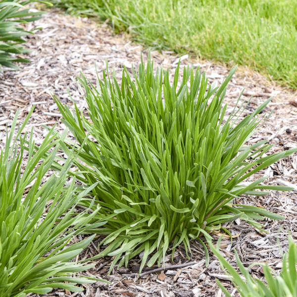 Allium_AlltheBuzz3_WG 2-23.jpg