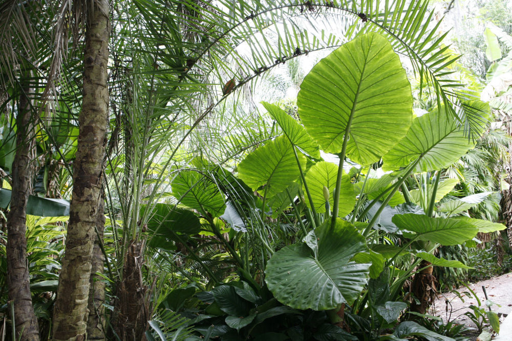 Alocasia Calidora.JPG