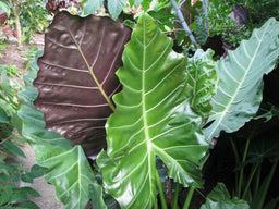 Alocasia Mayan Mask.jpg