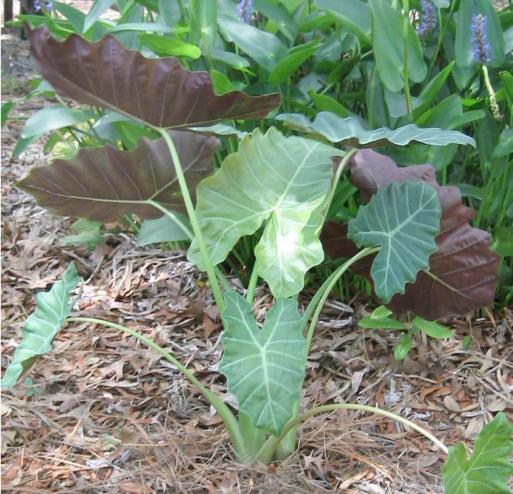 Alocasia Williams Hybrid.jpg