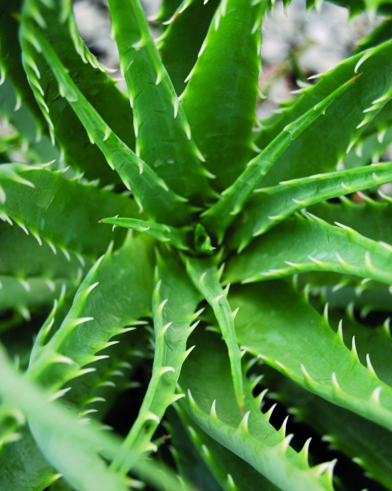 Aloe_humilis_Hedgehog.jpg