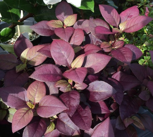 Alternanthera_Little_Ruby[1].jpg