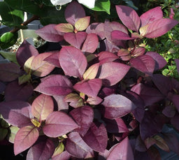 Alternanthera_Little_Ruby[1].jpg