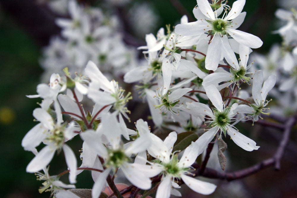 Amelanchier_m_smokey_04072026.png
