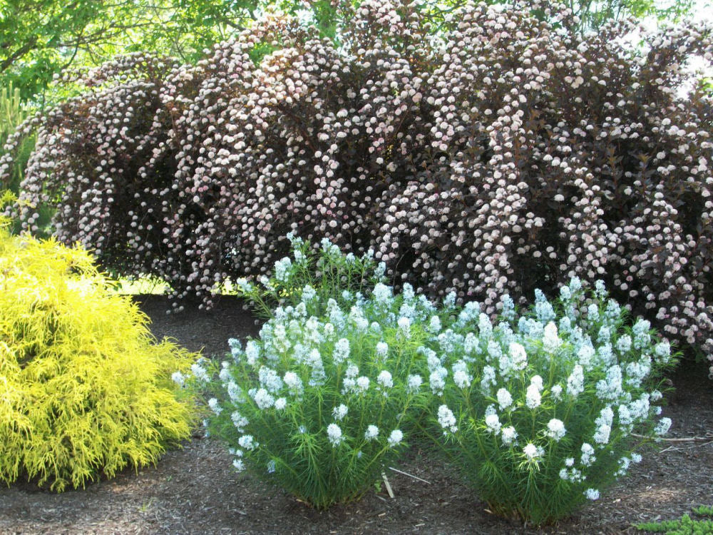 Amsonia hubrechtii.jpg