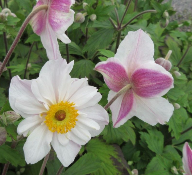 Anemone-dainty_swan.png
