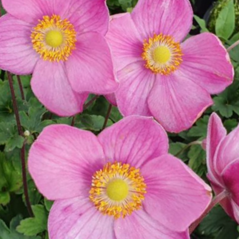 Anemone-fantasy_jasmine.png