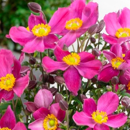 Anemone-fantasy_red_riding_hood.png