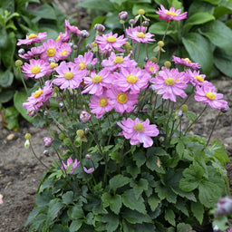 Anemone 'Curtain Call Pink' PPAF 0002 high res.jpg