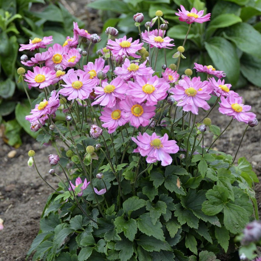 Anemone 'Curtain Call Pink' PPAF 0002 high res.jpg