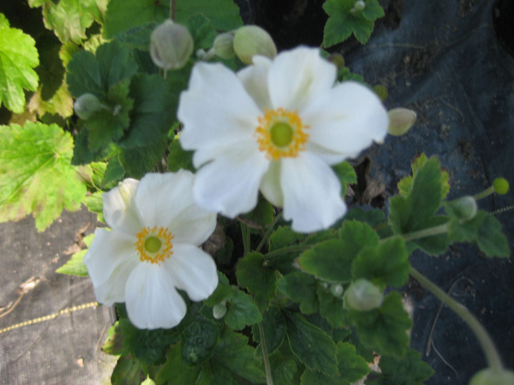 Anemone H Jobert.jpg