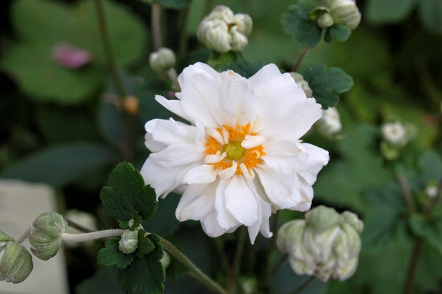 Anemone_x_hybrida_Whirlwind.jpg
