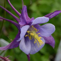 Aquilegia-early_bird_purple_blue.png