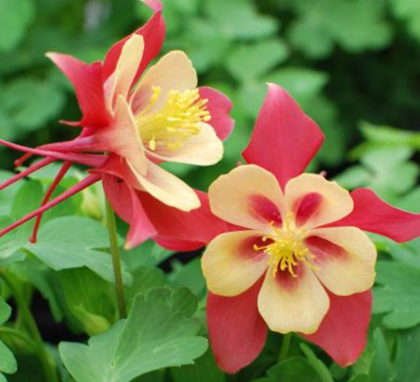 Aquilegia-red_yellow.png