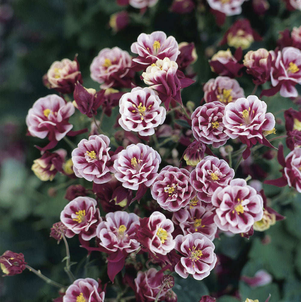 Aquilegia  Winky Dble Red White.jpg
