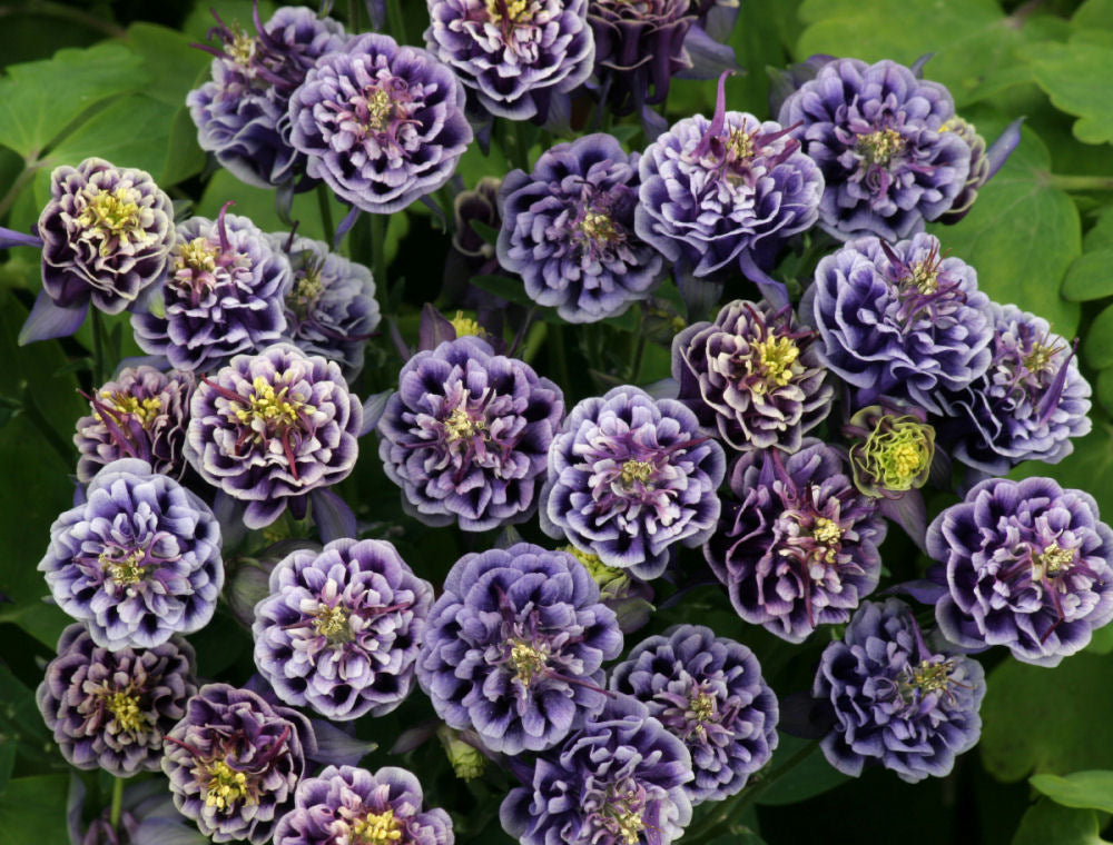 Aquilegia Winky Dk Blue and White .jpg