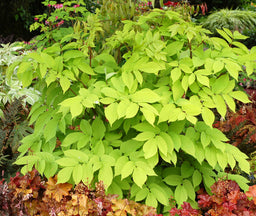 Aralia Sun King.jpg