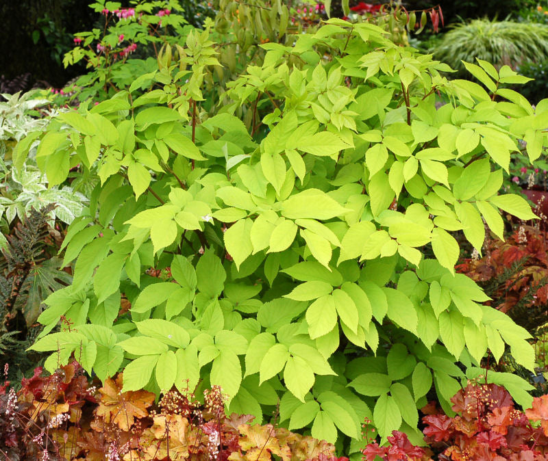 Aralia Sun King.jpg
