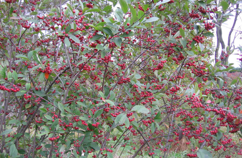 Aronia_Brilliantissima.jpg