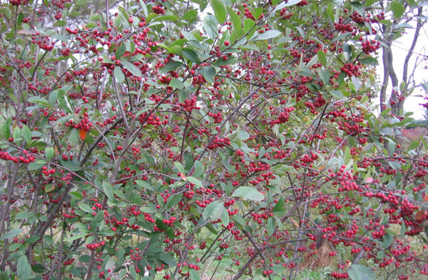 Aronia_Brilliantissima.jpg