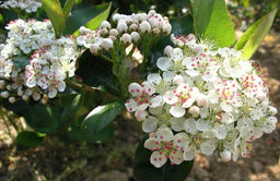 Aronia_Viking.JPG